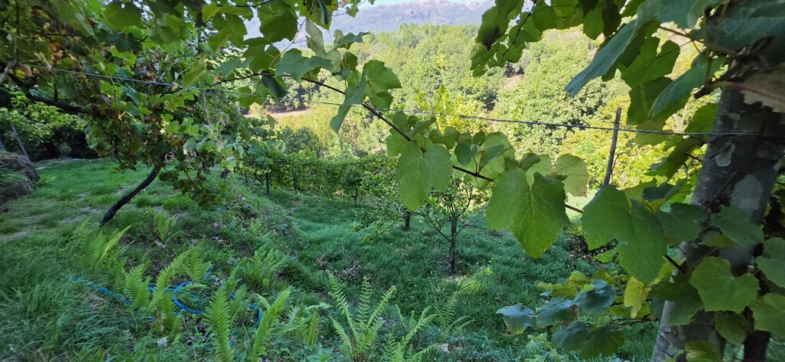 Terreno para Venda em Louredo Foto 33