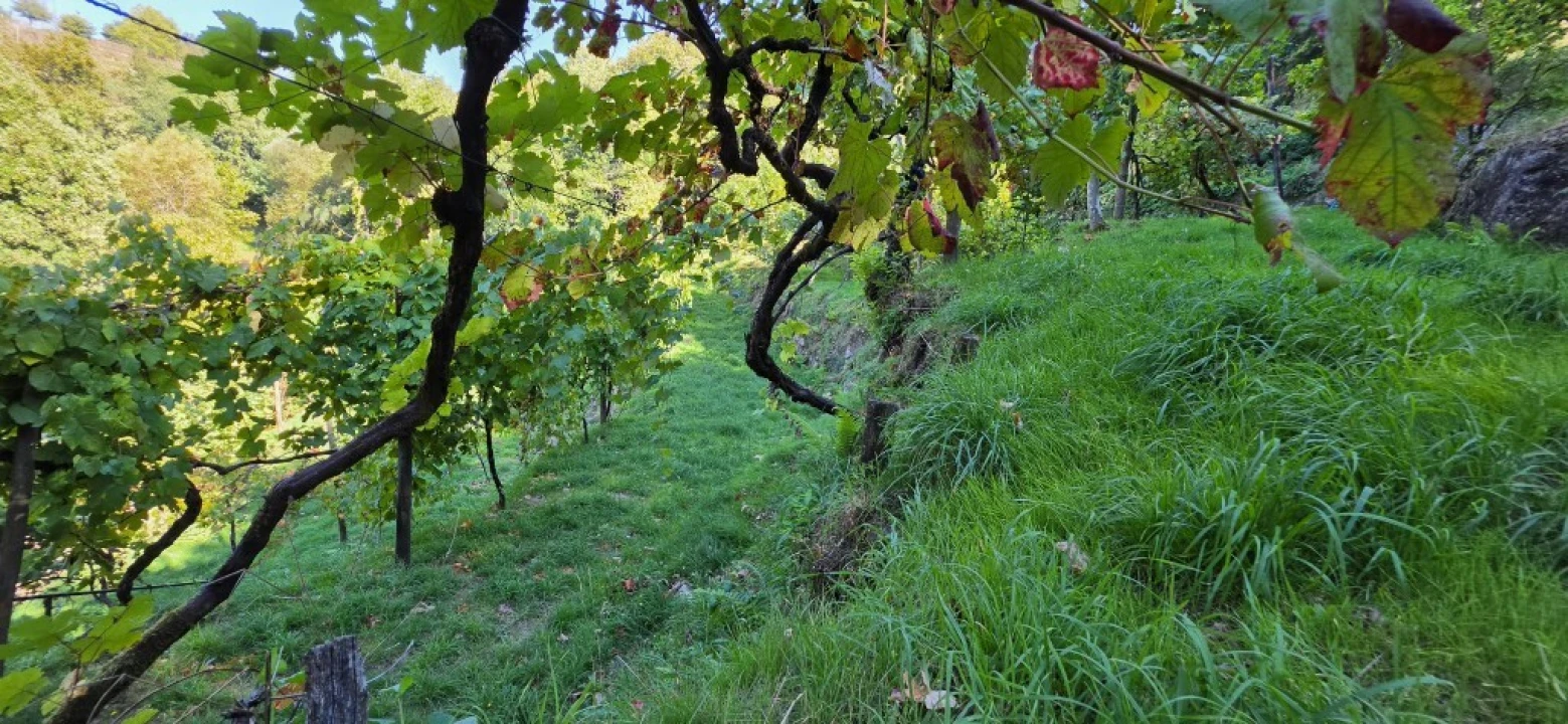 Terreno para Venda em Louredo Foto 42
