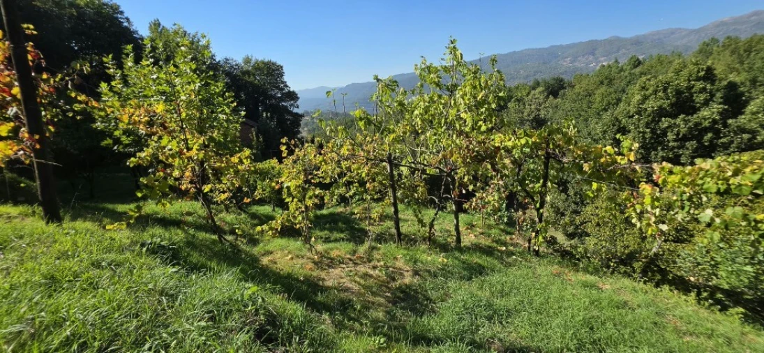 Terreno para Venda em Louredo Foto 32