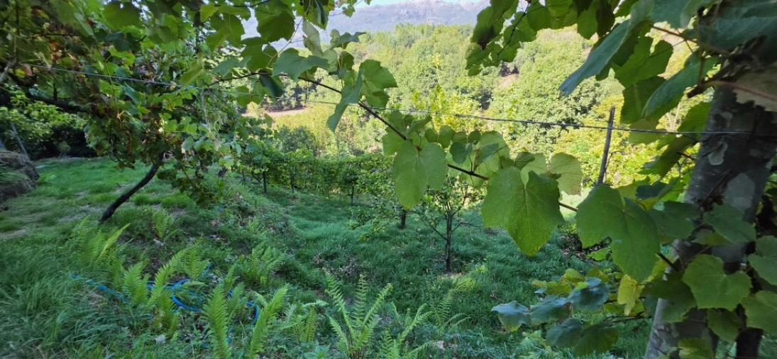 Terreno para Venda em Louredo Foto 33