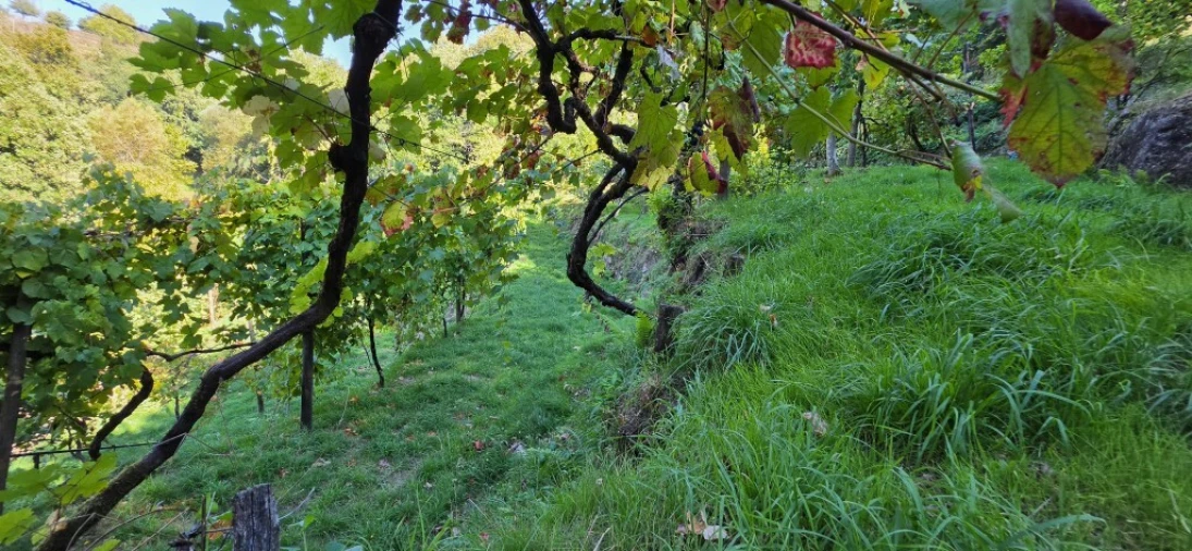 Terreno para Venda em Louredo Foto 42