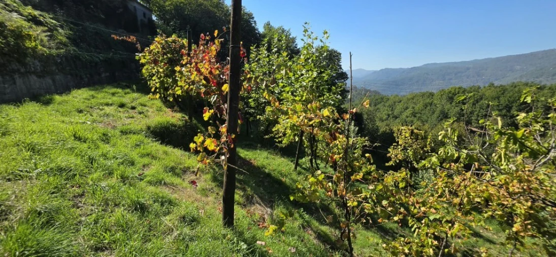 Terreno para Venda em Louredo Foto 29