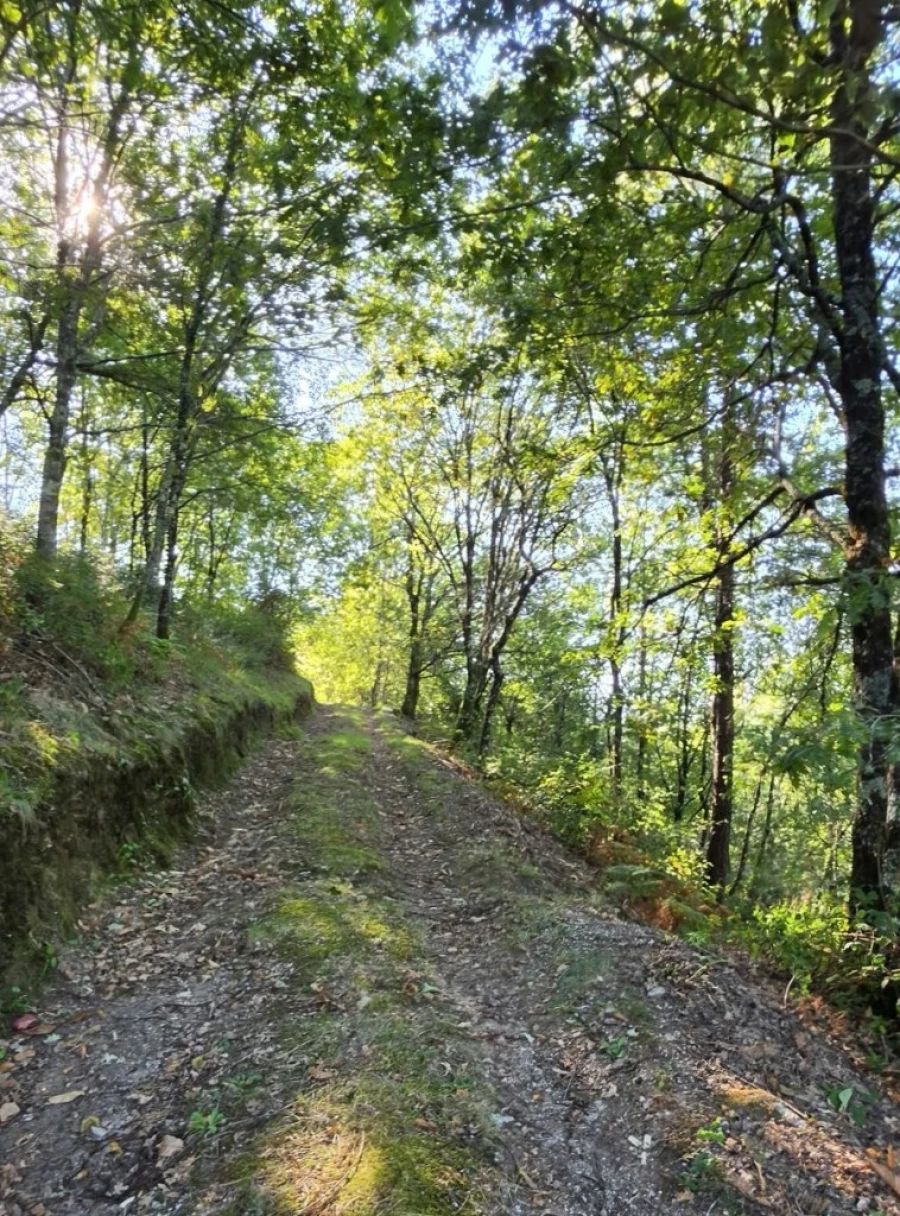 Terreno para Venda em Louredo Foto 2