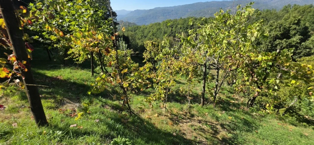 Terreno para Venda em Louredo Foto 28