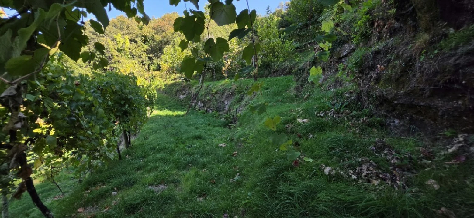 Terreno para Venda em Louredo Foto 20
