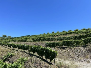 Quinta para Venda em Cedovim