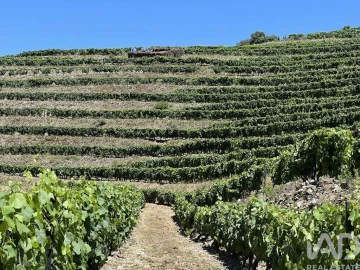 Quinta para Venda em Cedovim