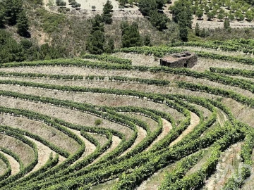 Quinta para Venda em Cedovim