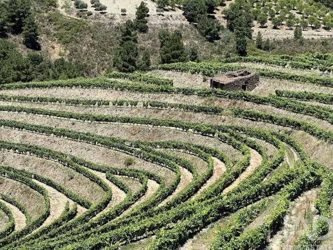 Quinta para Venda em Cedovim Foto 25