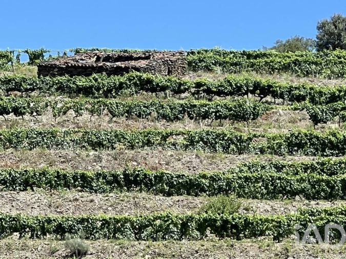 Quinta para Venda em Cedovim Foto 16