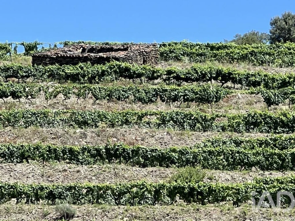 Quinta para Venda em Cedovim Foto 16