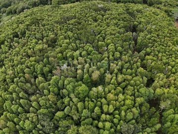 Terreno para Venda em Santo Antonio