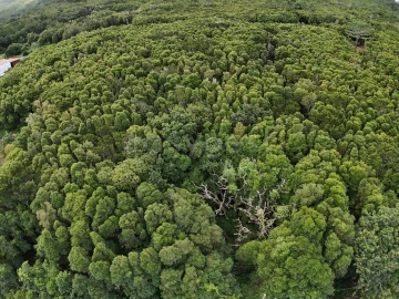Terreno para Venda em Santo Antonio