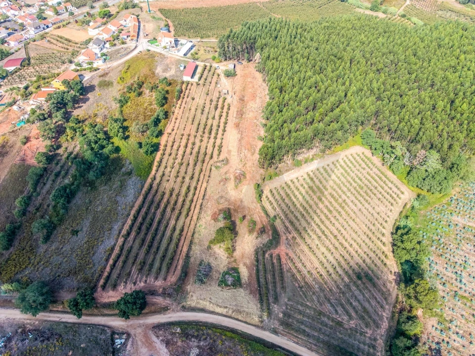 Terreno para Venda em Lamas e Cercal Foto 2