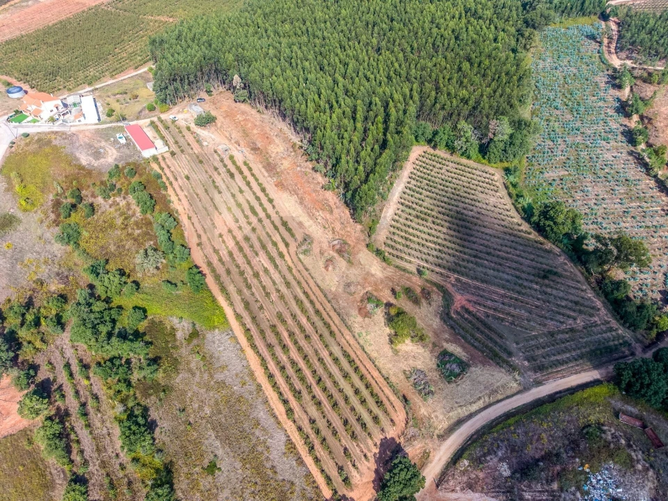 Terreno para Venda em Lamas e Cercal Foto 1
