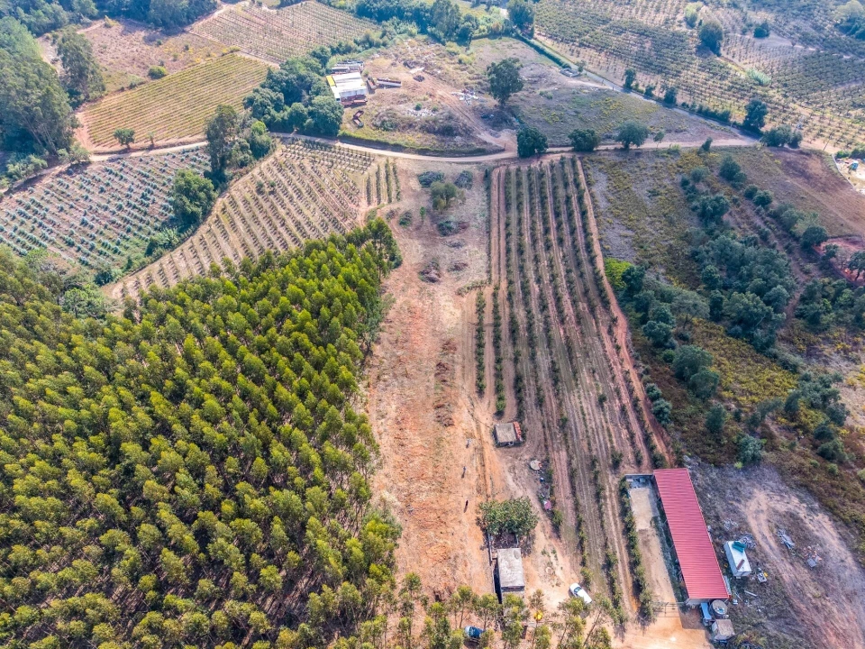 Terreno para Venda em Lamas e Cercal Foto 3
