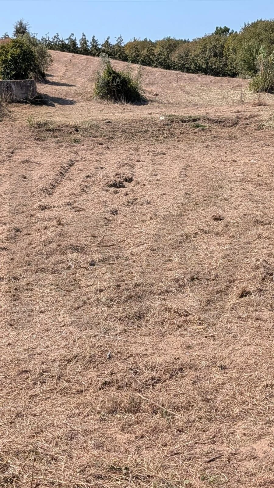 Terreno para Venda em Lamas e Cercal Foto 11
