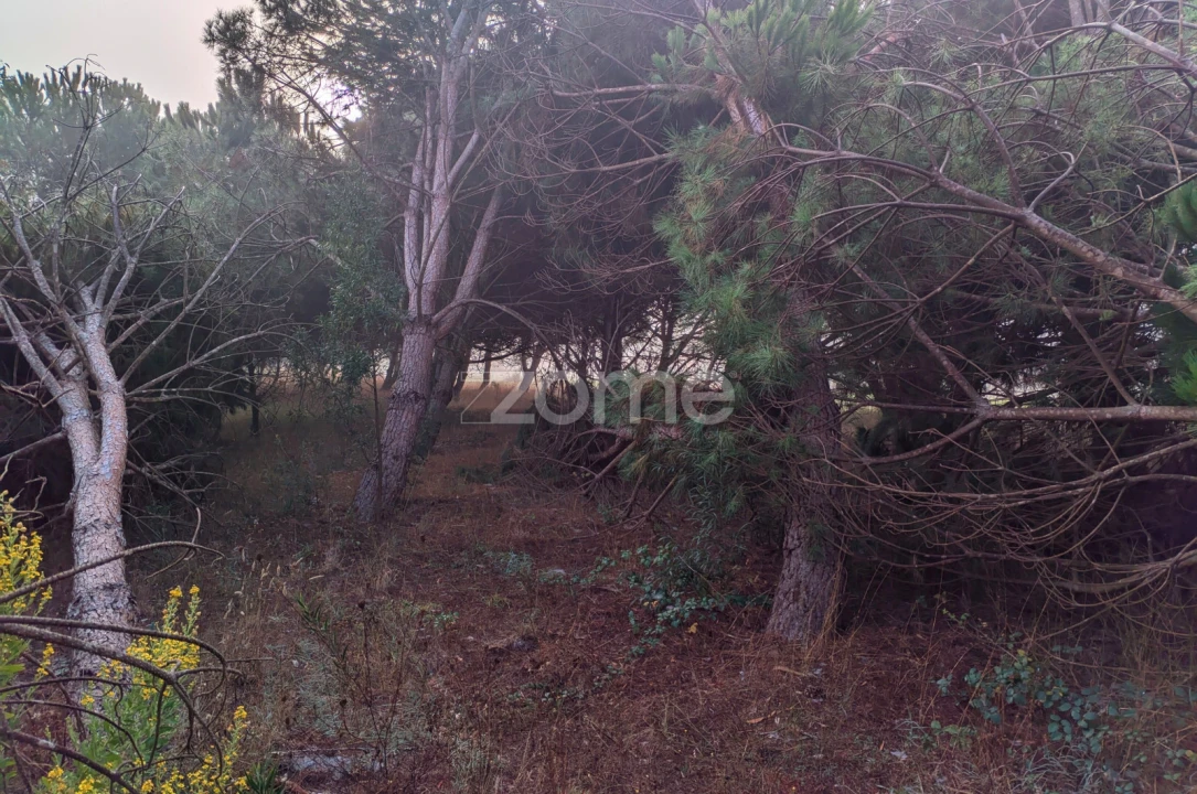 Terreno para Venda em Pataias e Martingança Foto 12