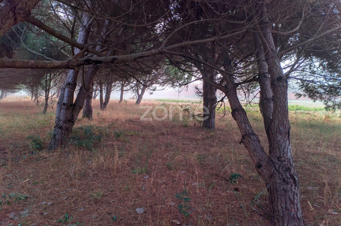 Terreno para Venda em Pataias e Martingança Foto 13