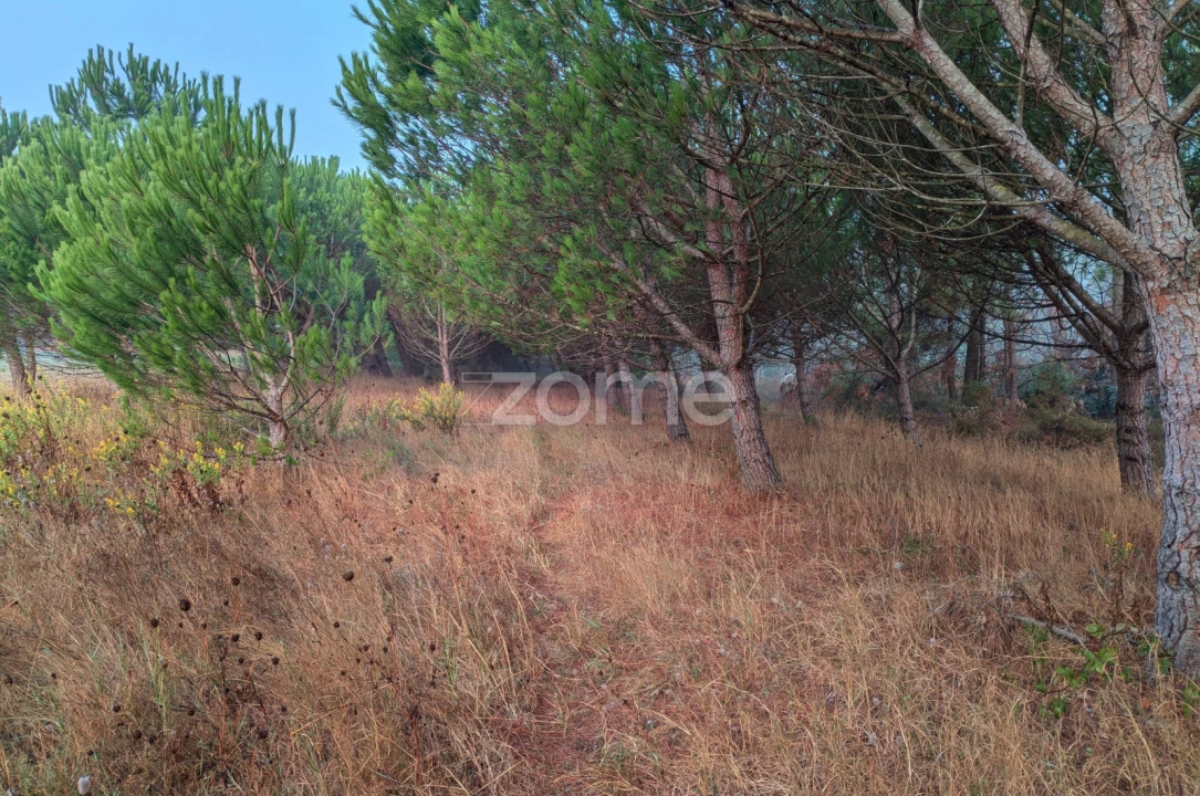 Terreno para Venda em Pataias e Martingança Foto 14