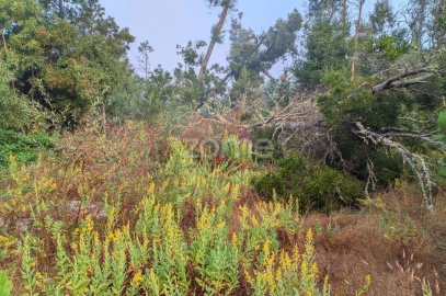 Terreno para Venda em Pataias e Martingança