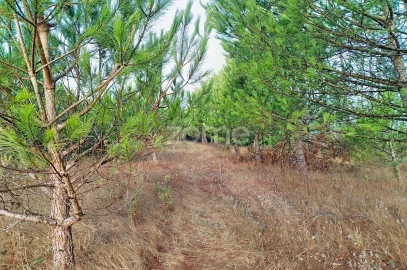 Terreno para Venda em Pataias e Martingança