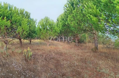Terreno para Venda em Pataias e Martingança