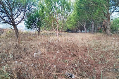 Terreno para Venda em Pataias e Martingança