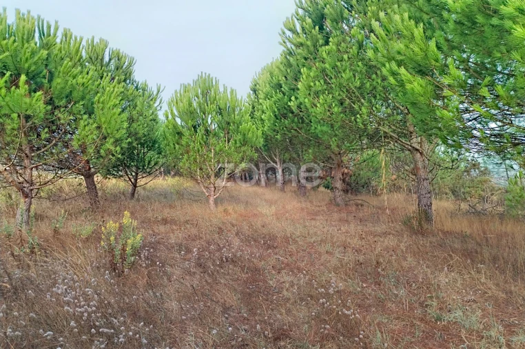 Terreno para Venda em Pataias e Martingança Foto 4