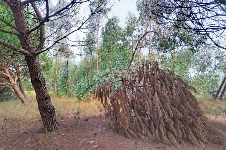 Terreno para Venda em Pataias e Martingança Foto 7
