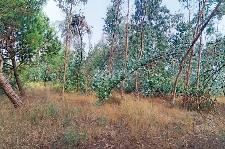 Terreno para Venda em Pataias e Martingança Foto 8
