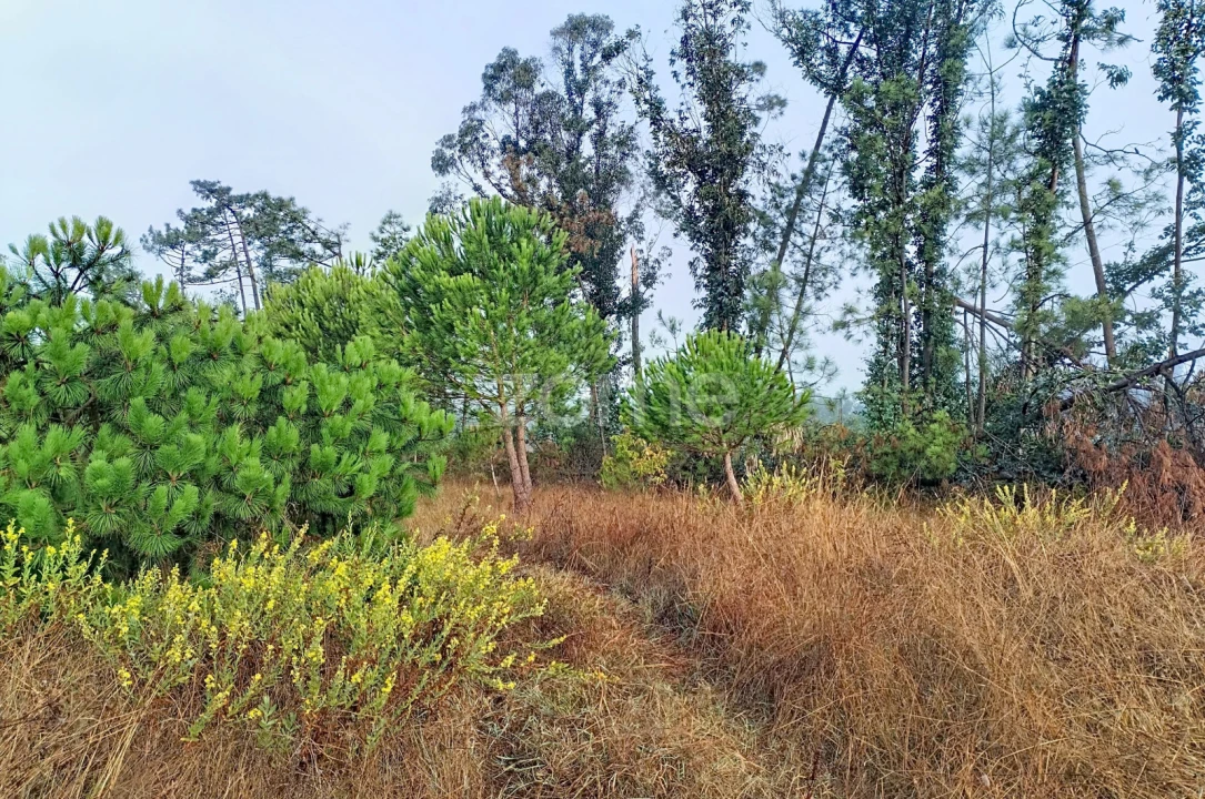 Terreno para Venda em Pataias e Martingança Foto 2