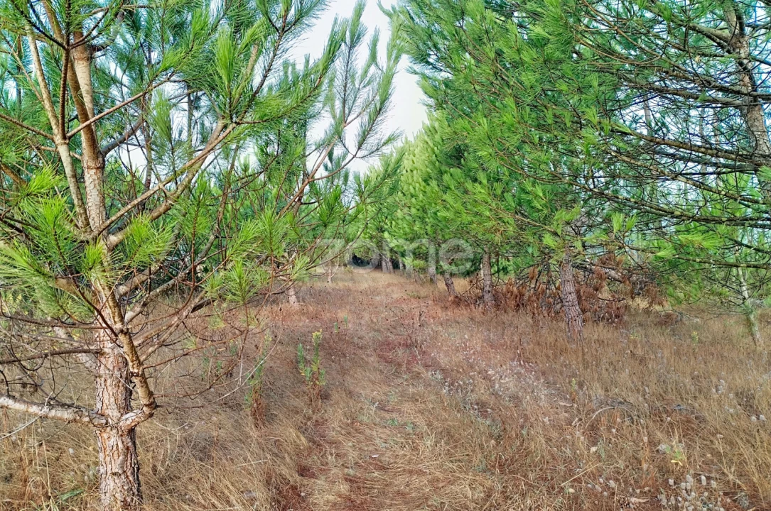 Terreno para Venda em Pataias e Martingança Foto 3
