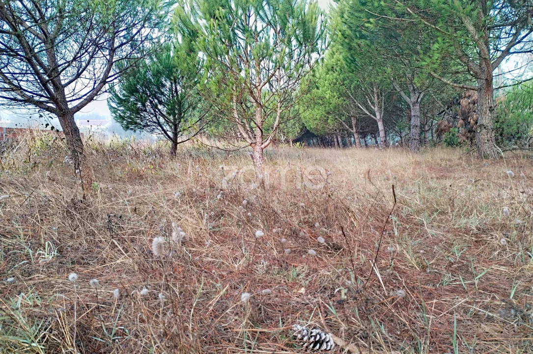 Terreno para Venda em Pataias e Martingança Foto 5