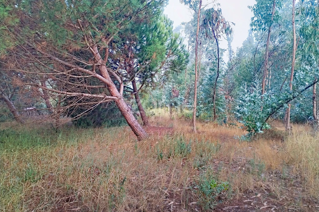 Terreno para Venda em Pataias e Martingança Foto 9