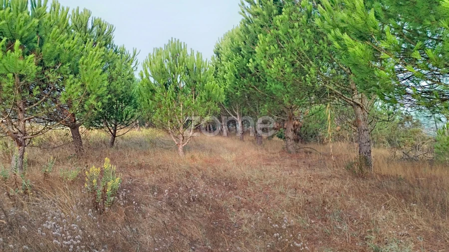 Terreno para Venda em Pataias e Martingança