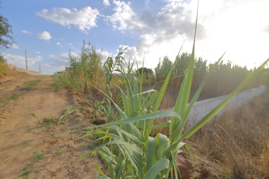 Terreno para Venda em Vermelha Foto 5