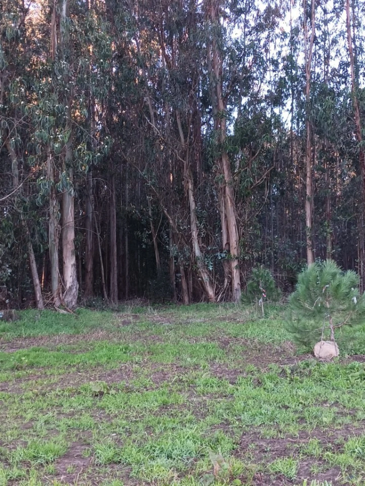 Terreno para Venda em Ovar, São João, Arada e São Vicente de Pereira Jusã Foto 8