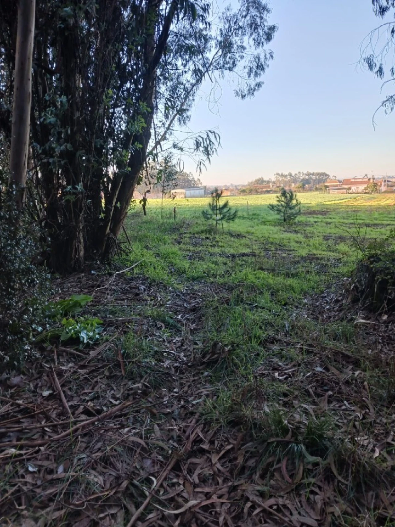 Terreno para Venda em Ovar, São João, Arada e São Vicente de Pereira Jusã Foto 12