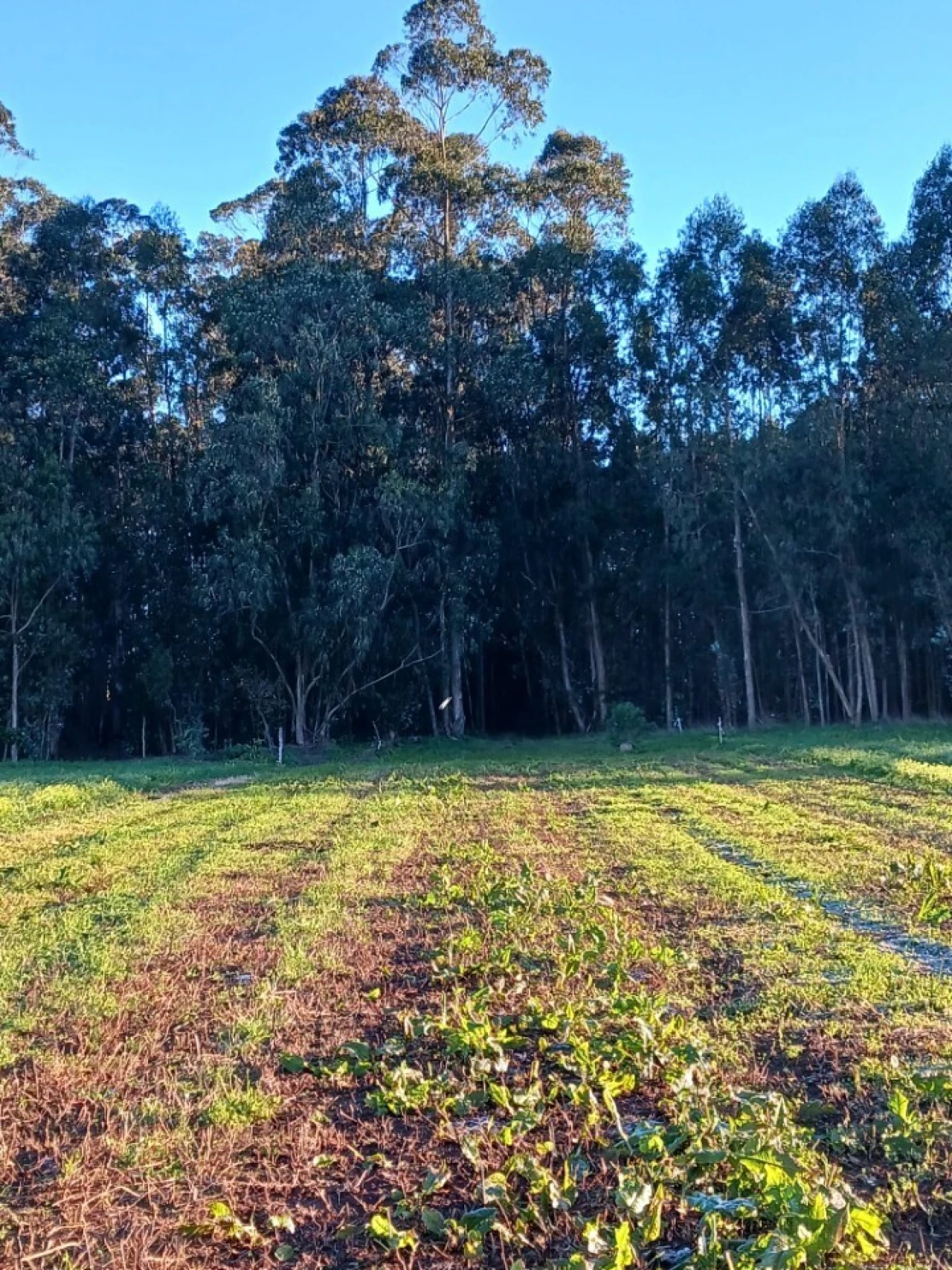 Terreno para Venda em Ovar, São João, Arada e São Vicente de Pereira Jusã Foto 13