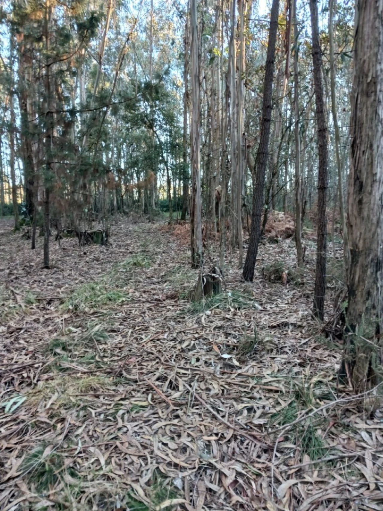 Terreno para Venda em Ovar, São João, Arada e São Vicente de Pereira Jusã Foto 14