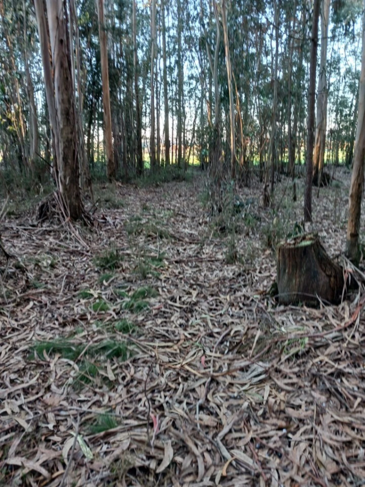 Terreno para Venda em Ovar, São João, Arada e São Vicente de Pereira Jusã Foto 15