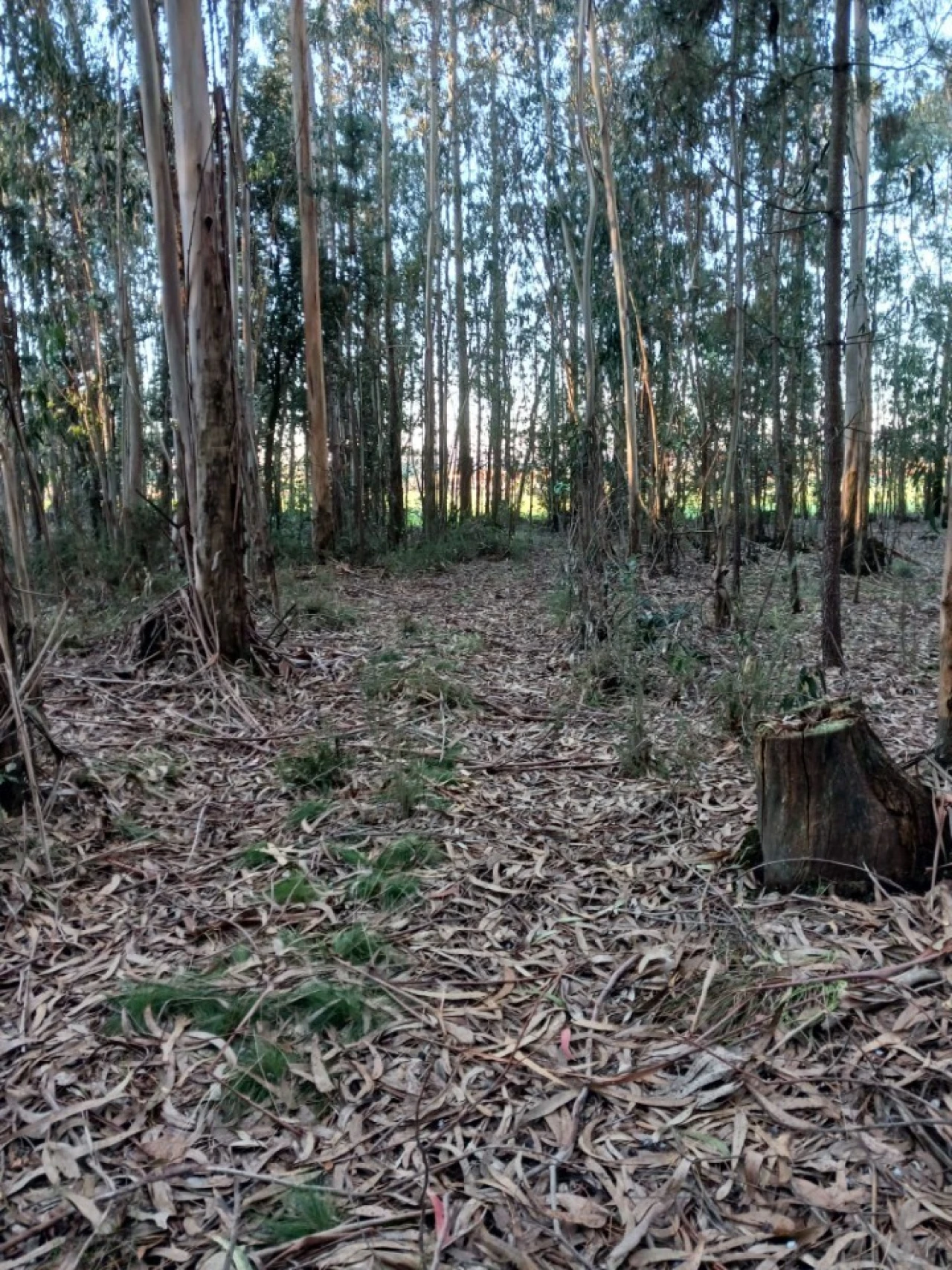Terreno para Venda em Ovar, São João, Arada e São Vicente de Pereira Jusã Foto 17