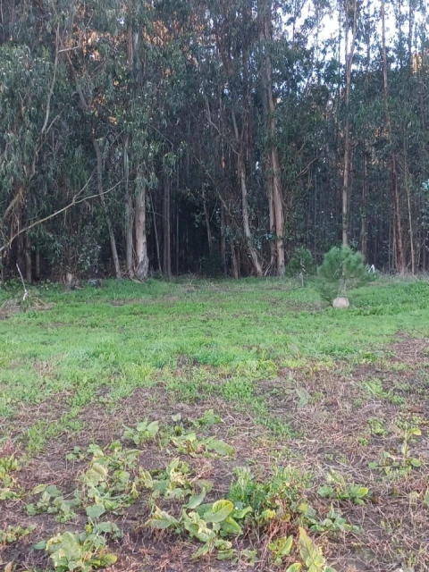 Terreno para Venda em Ovar, São João, Arada e São Vicente de Pereira Jusã