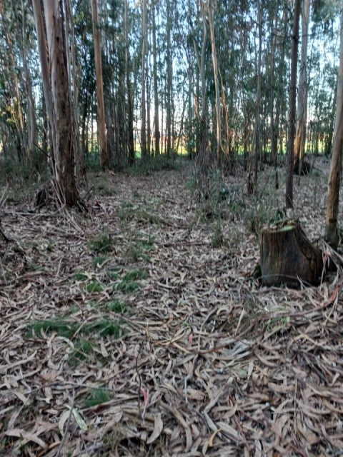 Terreno para Venda em Ovar, São João, Arada e São Vicente de Pereira Jusã