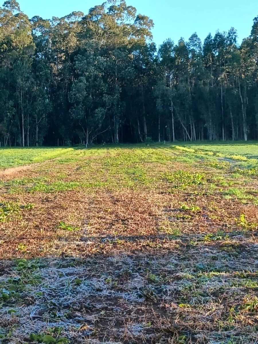 Terreno para Venda em Ovar, São João, Arada e São Vicente de Pereira Jusã Foto 7