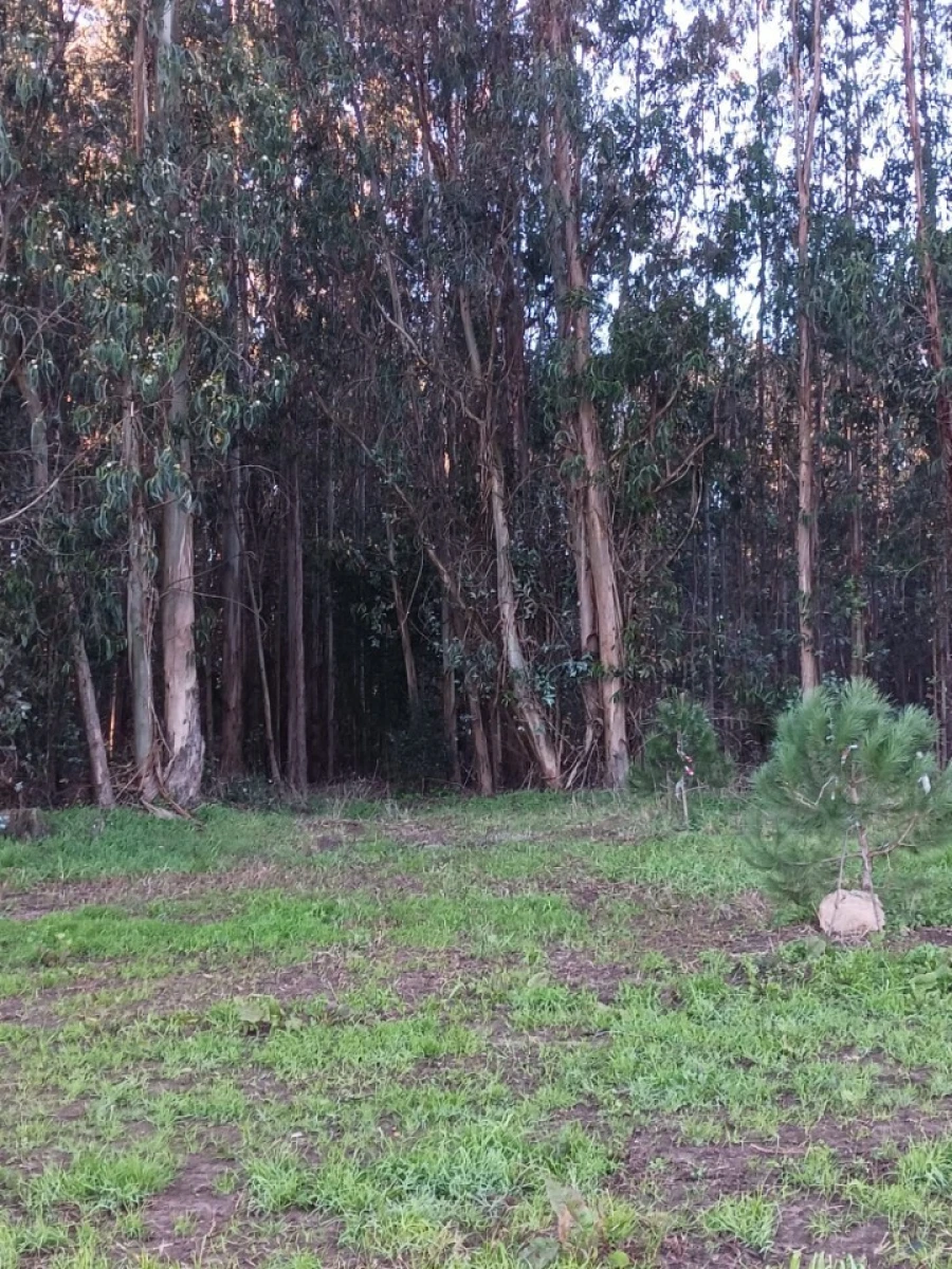 Terreno para Venda em Ovar, São João, Arada e São Vicente de Pereira Jusã Foto 8