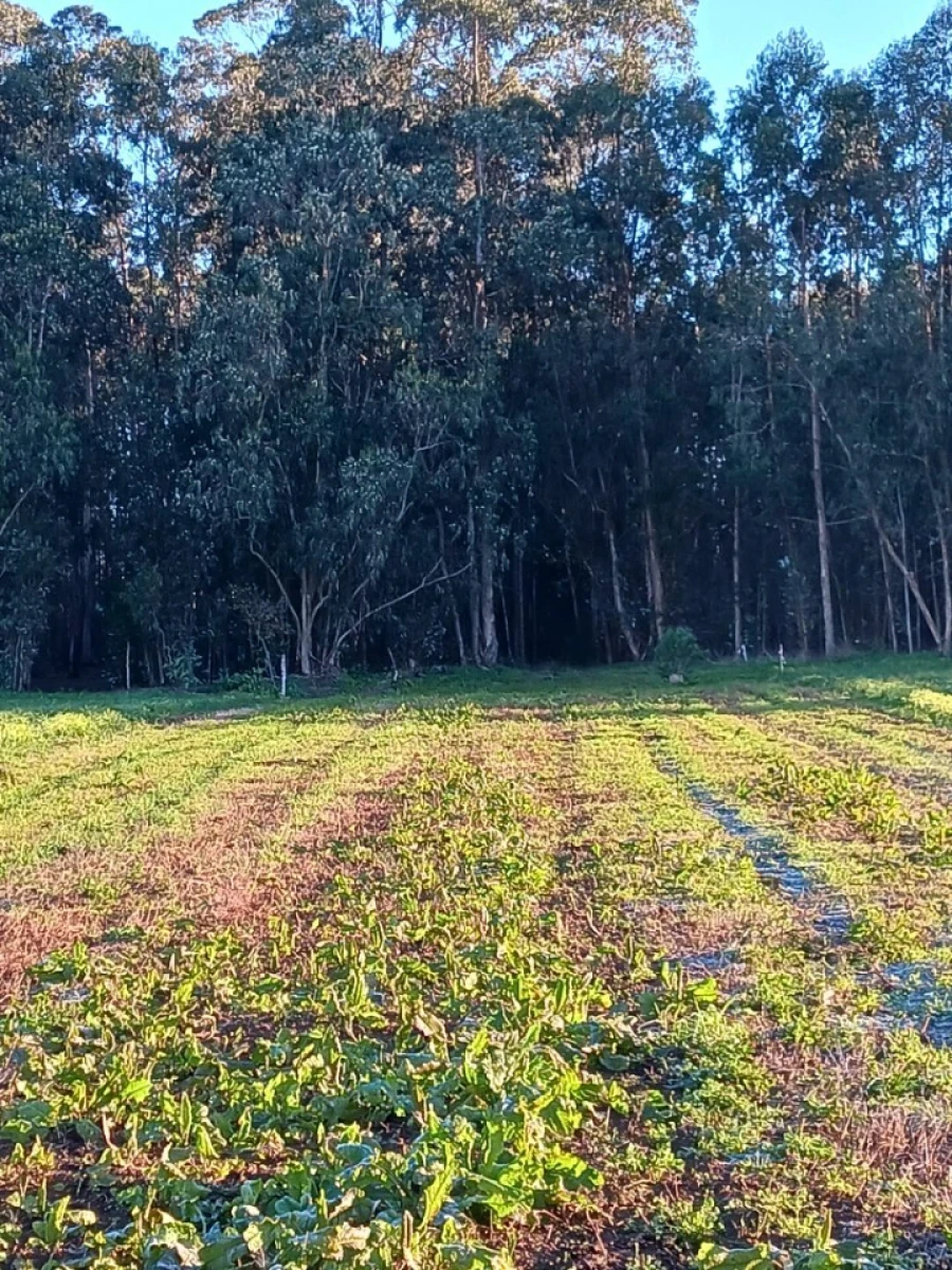 Terreno para Venda em Ovar, São João, Arada e São Vicente de Pereira Jusã Foto 11