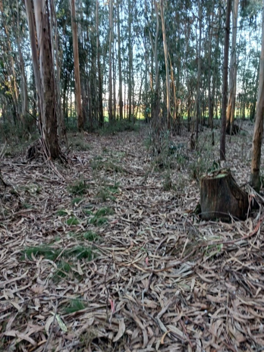 Terreno para Venda em Ovar, São João, Arada e São Vicente de Pereira Jusã Foto 15