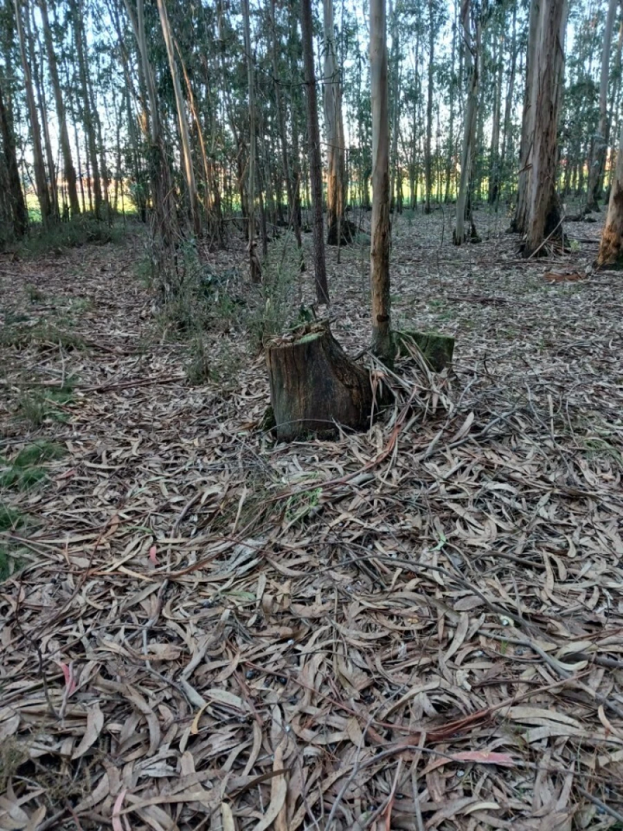 Terreno para Venda em Ovar, São João, Arada e São Vicente de Pereira Jusã Foto 16